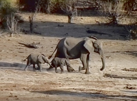 Chobe